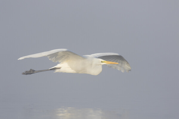 Great White Egret in the Mist Picture Board by Arterra 