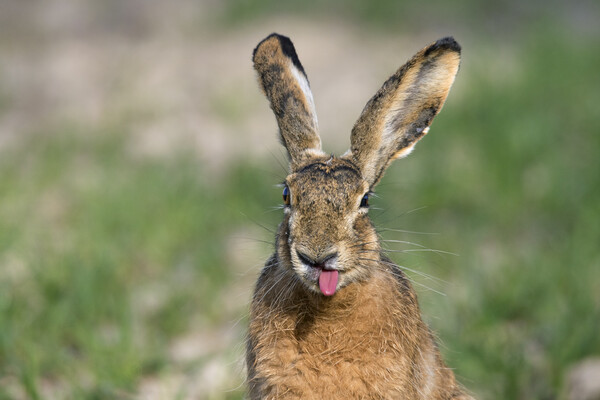 Brown Hare Sticking Tongue Out Picture Board by Arterra 