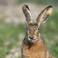 Buy canvas prints of Brown Hare Sticking Tongue Out by Arterra 