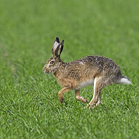 Buy canvas prints of Running Brown Hare by Arterra 