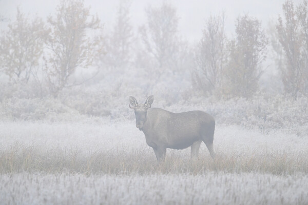 Moose in the Mist Picture Board by Arterra 