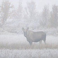 Buy canvas prints of Moose in the Mist by Arterra 