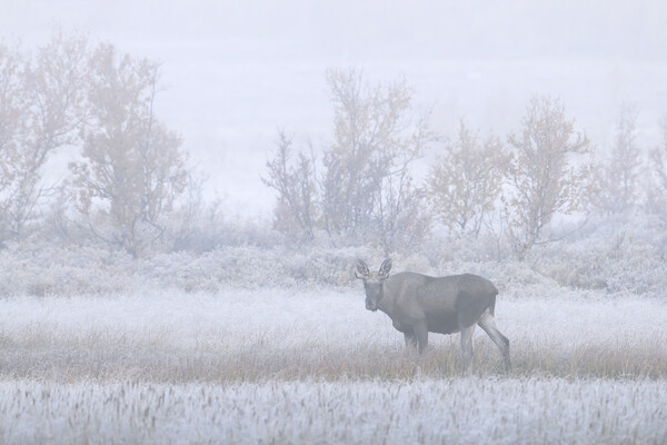 Young Moose in the Fog Picture Board by Arterra 