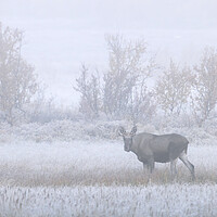 Buy canvas prints of Young Moose in the Fog by Arterra 