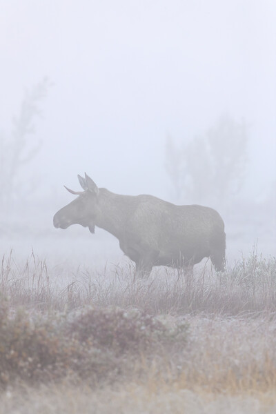 Moose in Thick Fog Picture Board by Arterra 