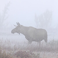 Buy canvas prints of Moose in Thick Fog by Arterra 