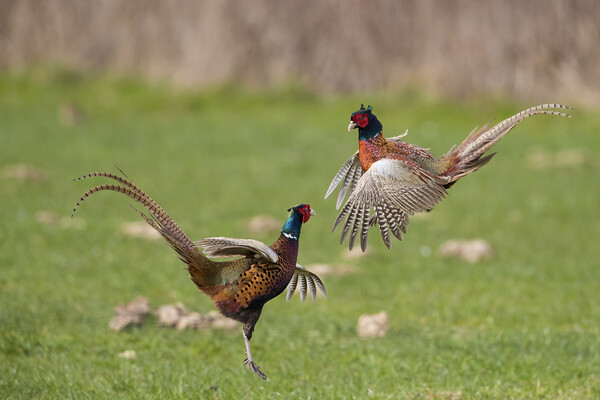 Fighting Pheasants in Meadow Picture Board by Arterra 