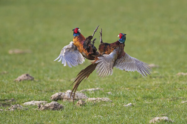 Fighting Pheasant Cocks in Meadow Picture Board by Arterra 