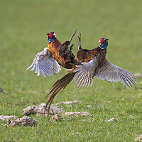 Buy canvas prints of Fighting Pheasant Cocks in Meadow by Arterra 
