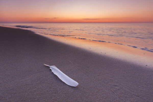 Seagull's Feather on Sandy Beach at Sunset Picture Board by Arterra 