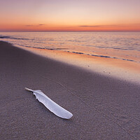 Buy canvas prints of Seagull's Feather on Sandy Beach at Sunset by Arterra 