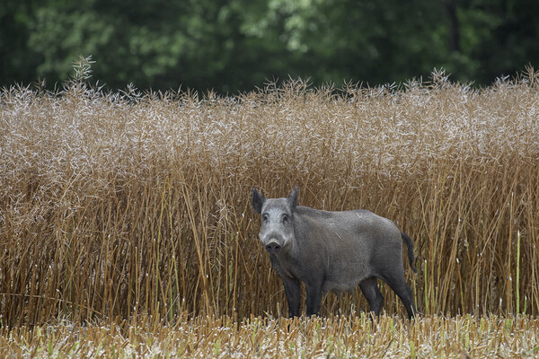 Wild Boar Sow in Farmland Picture Board by Arterra 