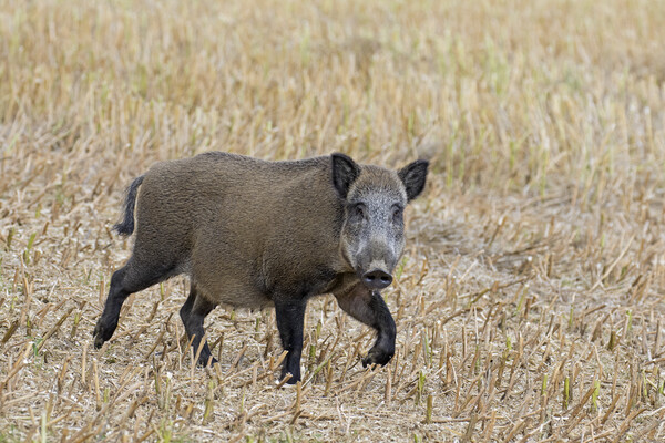 Wild Boar in Stubble Field Picture Board by Arterra 