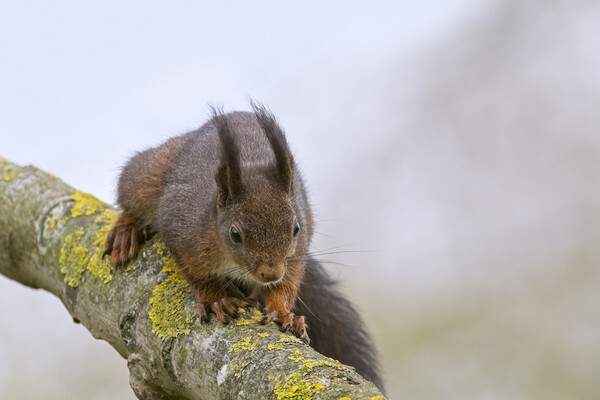 Red Squirrel on Branch Picture Board by Arterra 
