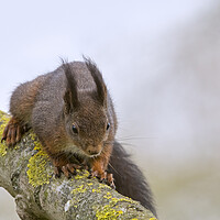 Buy canvas prints of Red Squirrel on Branch by Arterra 