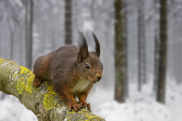 Red Squirrel in Winter Woodland Picture Board by Arterra 