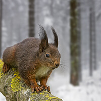 Buy canvas prints of Red Squirrel in Winter Woodland by Arterra 