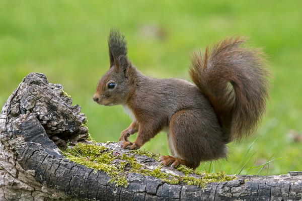 Red Squirrel on Tree Stump Picture Board by Arterra 