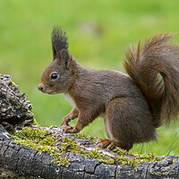 Buy canvas prints of Red Squirrel on Tree Stump by Arterra 
