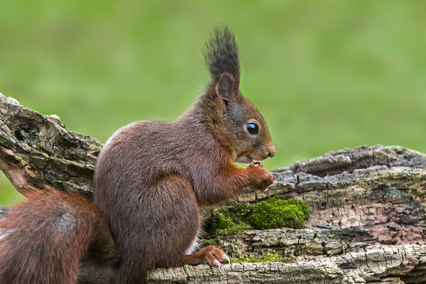 Red Squirrel Eating Nut Picture Board by Arterra 