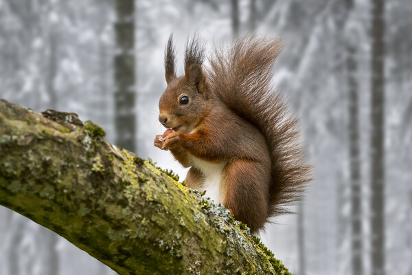 Scottish Red Squirrel in Tree in Winter Woodland Picture Board by Arterra 