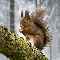 Buy canvas prints of Scottish Red Squirrel in Tree in Winter Woodland by Arterra 