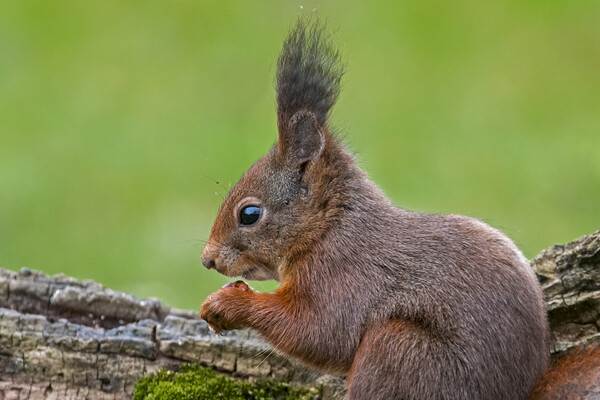 Red Squirrel with Large Ear Tufts Picture Board by Arterra 