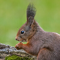 Buy canvas prints of Red Squirrel with Large Ear Tufts by Arterra 
