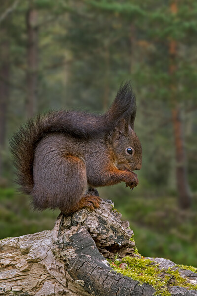 Red Squirrel Eating Nut in Wood Picture Board by Arterra 