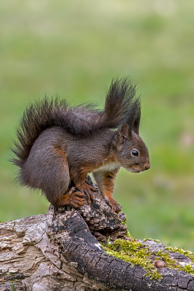Red Squirrel on Tree Stump in Wood Picture Board by Arterra 