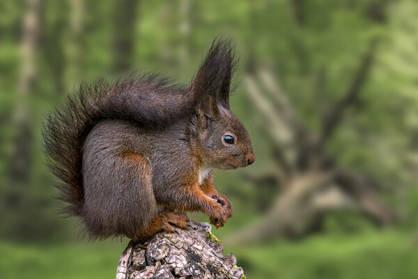 Red Squirrel in Forest in Spring Picture Board by Arterra 