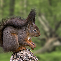 Buy canvas prints of Red Squirrel in Forest in Spring by Arterra 