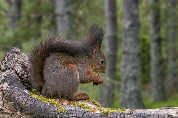 Scottish Red Squirrel Eating Nuts in Wood Picture Board by Arterra 
