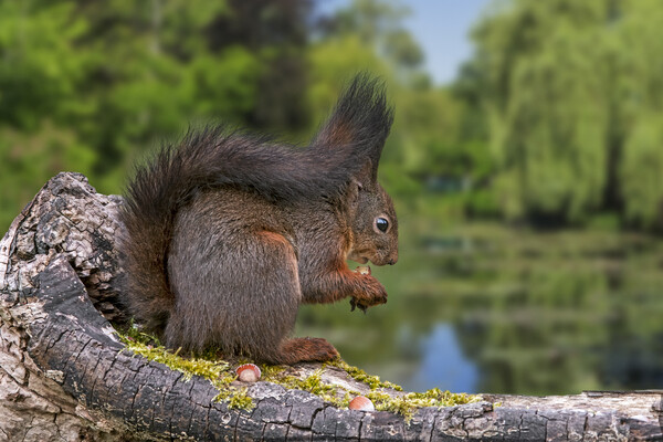 Red Squirrel Eating Nut along Pond Picture Board by Arterra 