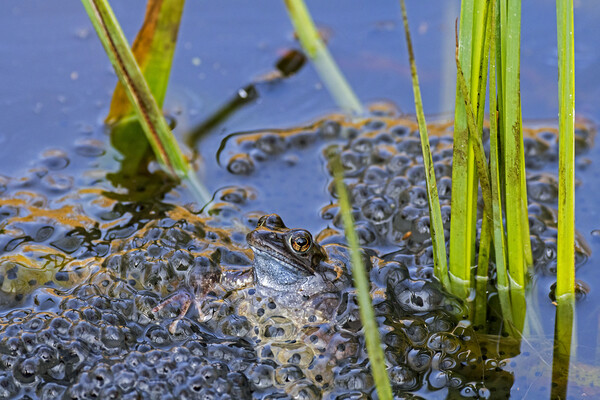Brown Frog Among Frogspawn in Springtime Picture Board by Arterra 