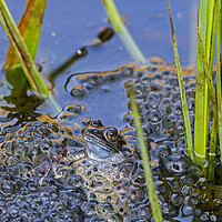 Buy canvas prints of Brown Frog Among Frogspawn in Springtime by Arterra 