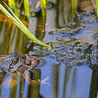 Buy canvas prints of Couple of Brown Frogs in Springtime by Arterra 