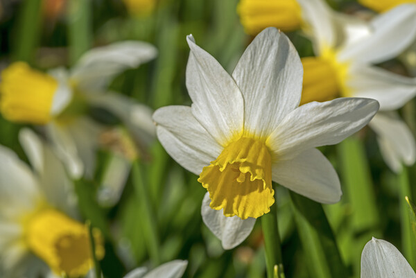 Jack Snipe Daffodil Picture Board by Arterra 