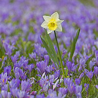 Buy canvas prints of Daffodil and Crocuses by Arterra 