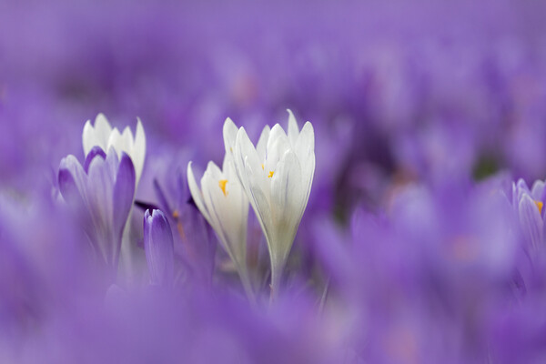 White and Purple Crocuses in Spring Picture Board by Arterra 