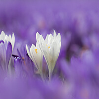 Buy canvas prints of White and Purple Crocuses in Spring by Arterra 