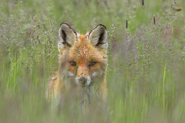 Curious Red Fox in Meadow Picture Board by Arterra 