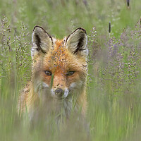 Buy canvas prints of Curious Red Fox in Meadow by Arterra 