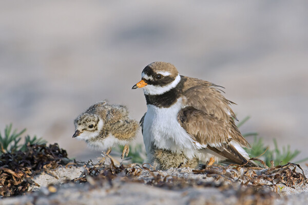 Ringed Plover with Chick Picture Board by Arterra 