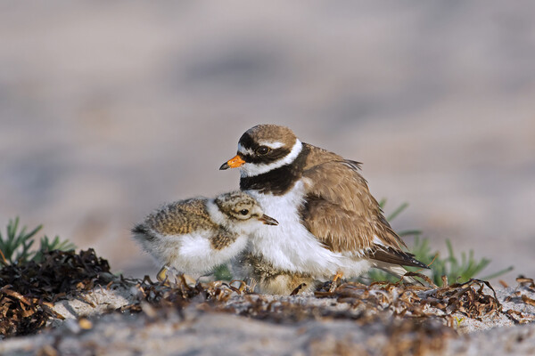 Ringed Plover with Chick on Beach Picture Board by Arterra 