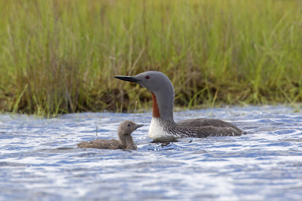 Red Throated Loon with Chick Picture Board by Arterra 