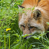 Buy canvas prints of Red Fox Hunting Mice by Arterra 