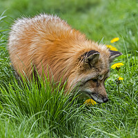 Buy canvas prints of Red Fox Looking for Mice by Arterra 
