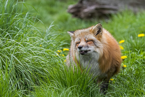 Red Fox in Meadow Picture Board by Arterra 