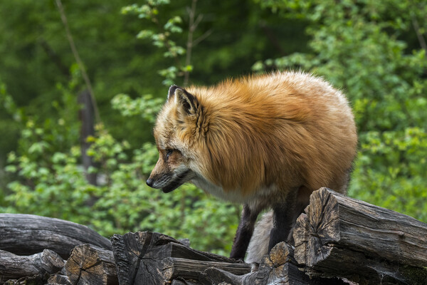 Red Fox on Wood Pile Picture Board by Arterra 